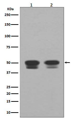 Western blot analysis of p53 expression in (1) Raji cell lysate; (2) HepG2 cell lysate.