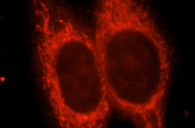 Immunofluorescent analysis of HepG2 cells, using KCNJ11 antibody Catalog No:112067 at 1:25 dilution and Rhodamine-labeled goat anti-rabbit IgG (red).