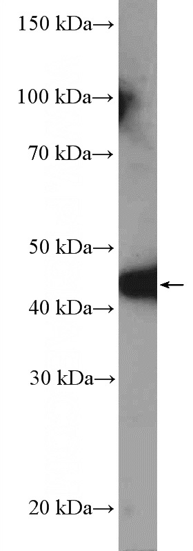 HEK-293 cells were subjected to SDS PAGE followed by western blot with Catalog No:112797(MTRF1L Antibody) at dilution of 1:600