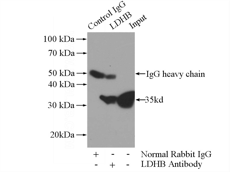 IP Result of anti-LDHB (IP:Catalog No:112184, 3ug; Detection:Catalog No:112184 1:1000) with mouse brain tissue lysate 4000ug.
