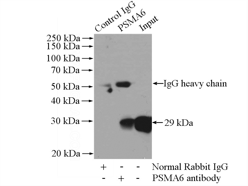 IP Result of anti-PSMA6 (IP:Catalog No:114376, 4ug; Detection:Catalog No:114376 1:1000) with HEK-293 cells lysate 3200ug.