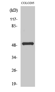 Fig1:; Western Blot analysis of various cells using PPP4R1L Polyclonal Antibody