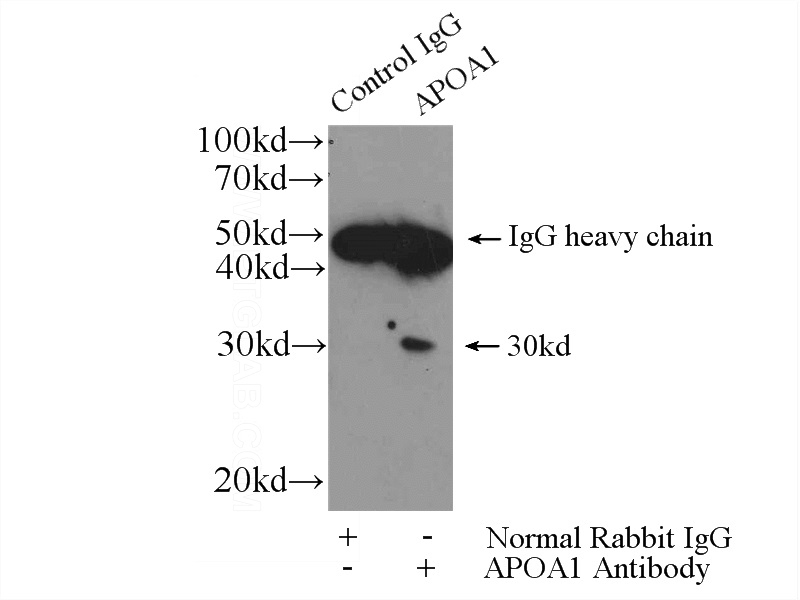 IP Result of anti-APOA1 (IP:Catalog No:108037, 4ug; Detection:Catalog No:108037 1:500) with mouse lung tissue lysate 2800ug.