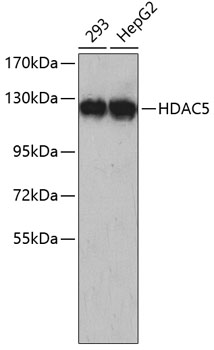 Western blot - HDAC5 Polyclonal Antibody 