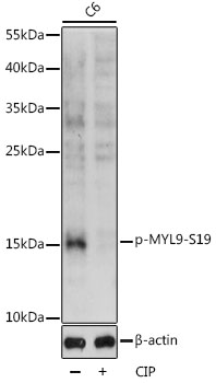 Western blot - Phospho-MYL9-S19 pAb 