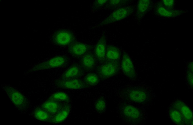 Immunofluorescent analysis of (10% Formaldehyde) fixed HeLa cells using Catalog No:114560(KDM5A Antibody) at dilution of 1:50 and Alexa Fluor 488-congugated AffiniPure Goat Anti-Rabbit IgG(H+L)