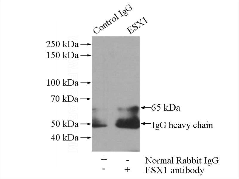IP Result of anti-ESX1 (IP:Catalog No:110481, 4ug; Detection:Catalog No:110481 1:500) with mouse brain tissue lysate 3440ug.