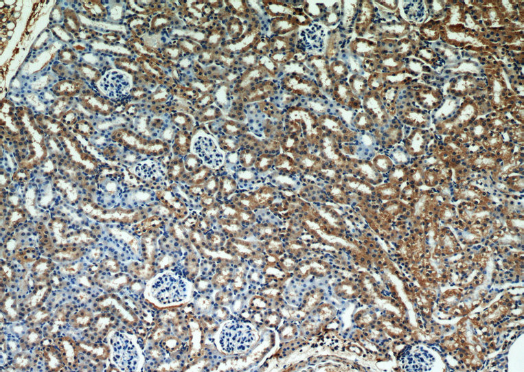 Immunohistochemical of paraffin-embedded mouse kidney using Catalog No:115124(SEPX1 antibody) at dilution of 1:50 (under 10x lens)