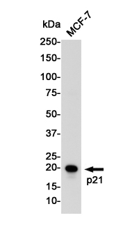 Western blot detection of p21 Waf1/Cip1 in MCF-7 cell lysates using p21 Waf1/Cip1 Rabbit pAb(1:1000 diluted).Predicted band size:18KDa.Observed band size:21KDa.