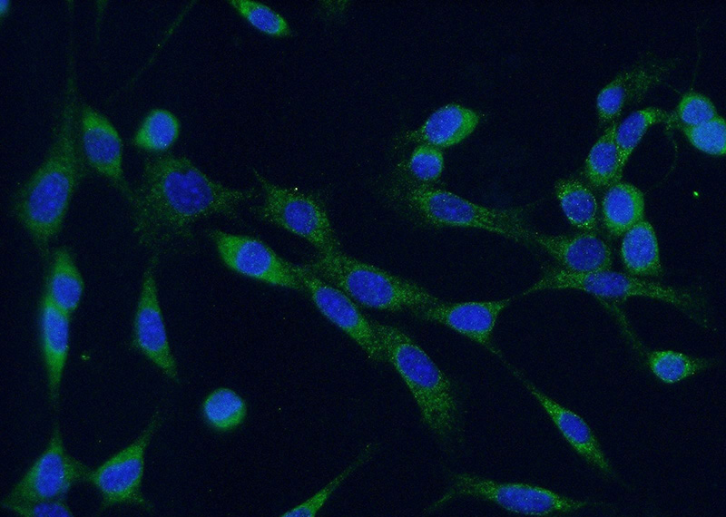 Immunofluorescent analysis of (-20oc Ethanol) fixed NIH/3T3 cells using Catalog No:108908(calreticulin Antibody) at dilution of 1:50 and Alexa Fluor 488-congugated AffiniPure Goat Anti-Rabbit IgG(H+L)