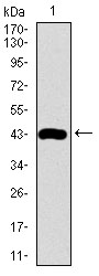Western blot analysis using PRL mAb against human PRL (AA