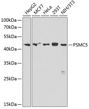 Western blot - PSMC5 Polyclonal Antibody 