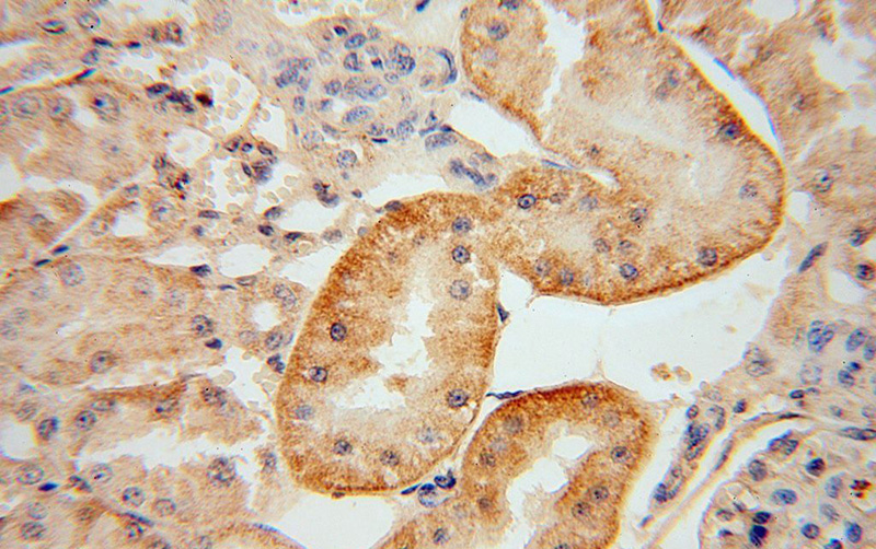 Immunohistochemical of paraffin-embedded human kidney using Catalog No:112008(KIF26B antibody) at dilution of 1:50 (under 40x lens)