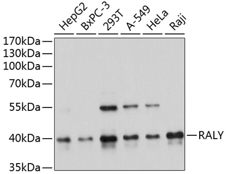 Western blot - RALY Polyclonal Antibody 