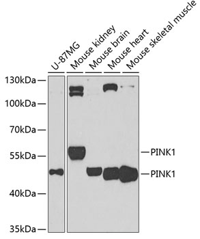 Western blot - PINK1 Polyclonal Antibody 