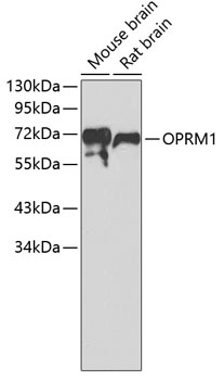Western blot - OPRM1 Polyclonal Antibody 