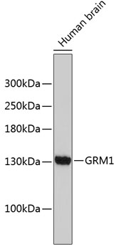 Western blot - GRM1 Polyclonal Antibody 