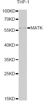 Western blot - MATK Polyclonal Antibody 