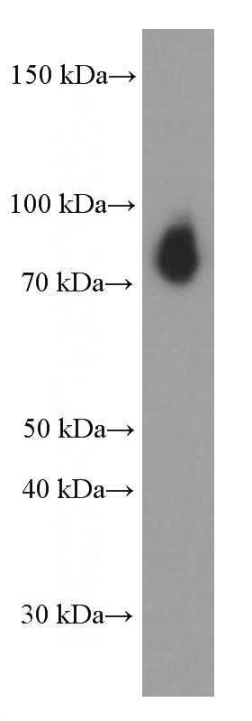 Jurkat cells were subjected to SDS PAGE followed by western blot with Catalog No:107625(TLE1 Antibody) at dilution of 1:1000