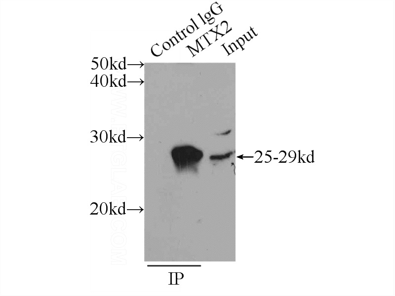IP Result of anti-MTX2 (IP:Catalog No:112885, 3ug; Detection:Catalog No:112885 1:300) with mouse heart tissue lysate 4000ug.