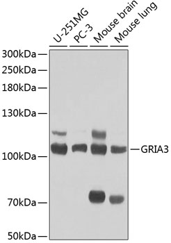 Western blot - GRIA3 Polyclonal Antibody 