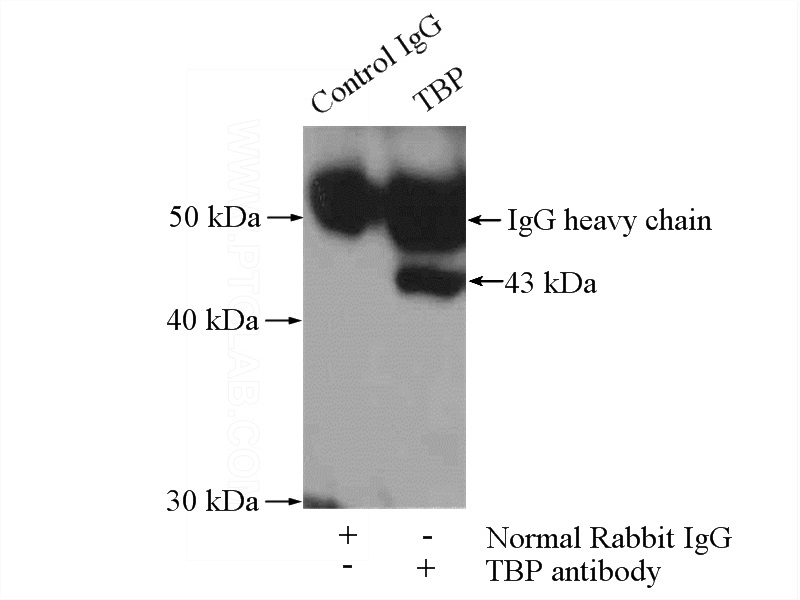 IP Result of anti-TBP (IP:Catalog No:117339, 4ug; Detection:Catalog No:117339 1:500) with COLO 320 cells lysate 400ug.