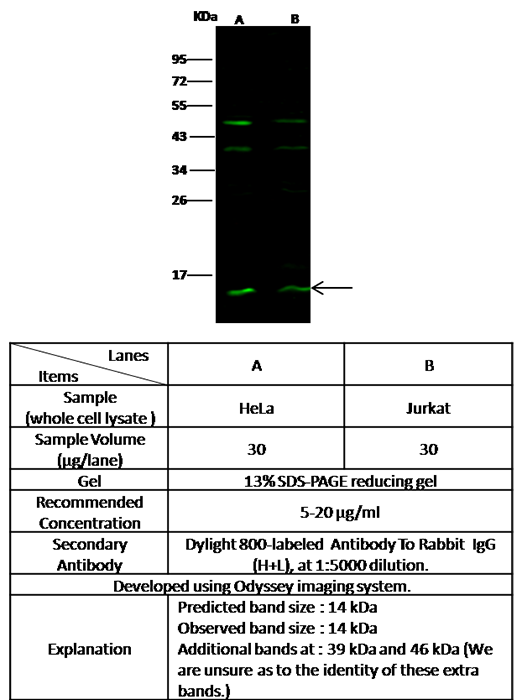 PFDN1 / Prefoldin subunit 1 Antibody, Rabbit PAb, Antigen Affinity Purified, Western blot