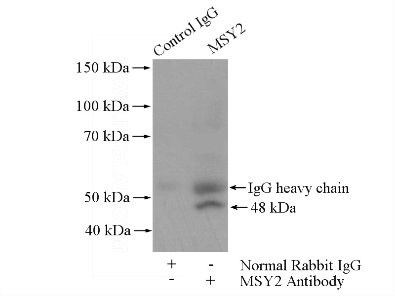 IP Result of anti-YBX2 (IP:Catalog No:112880, 4ug; Detection:Catalog No:112880 1:300) with PC-3 cells lysate 1720ug.