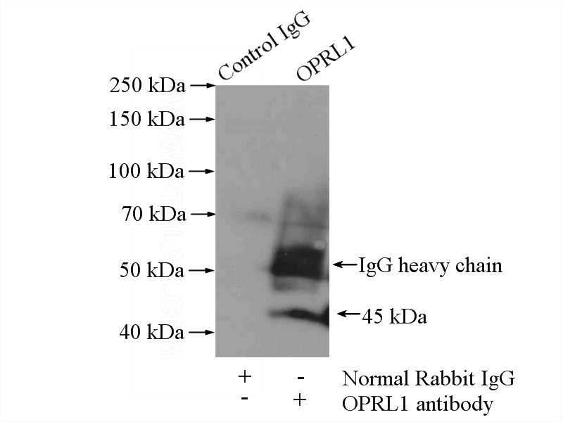 IP Result of anti-OPRL1 (IP:Catalog No:113413, 4ug; Detection:Catalog No:113413 1:500) with SH-SY5Y cells lysate 2000ug.