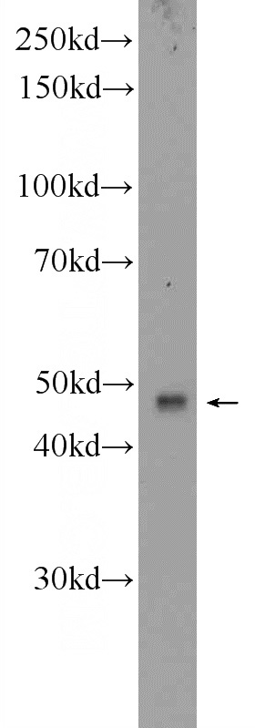 U-937 cells were subjected to SDS PAGE followed by western blot with Catalog No:108547(BTN3A1 Antibody) at dilution of 1:600