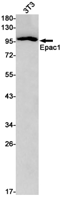 Western blot detection of Epac1 in 3T3 cell lysates using Epac1 Rabbit pAb(1:1000 diluted).Predicted band size:104kDa.Observed band size:104kDa.