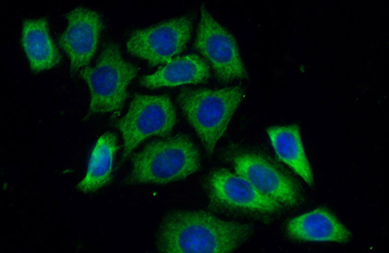 Immunofluorescent analysis of (-20oc Ethanol) fixed HeLa cells using Catalog No:110970(GIGYF2 Antibody) at dilution of 1:50 and Alexa Fluor 488-congugated AffiniPure Goat Anti-Rabbit IgG(H+L)