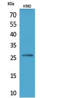 Fig1:; Western Blot analysis of K562 cells using FGF-16 Polyclonal Antibody.. Secondary antibody（catalog#: HA1001) was diluted at 1:20000