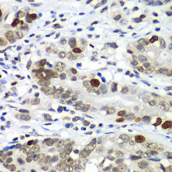 Immunohistochemistry - DR1 Polyclonal Antibody 