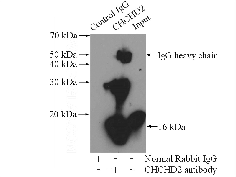 IP Result of anti-CHCHD2 (IP:Catalog No:109212, 4ug; Detection:Catalog No:109212 1:500) with HepG2 cells lysate 2800ug.