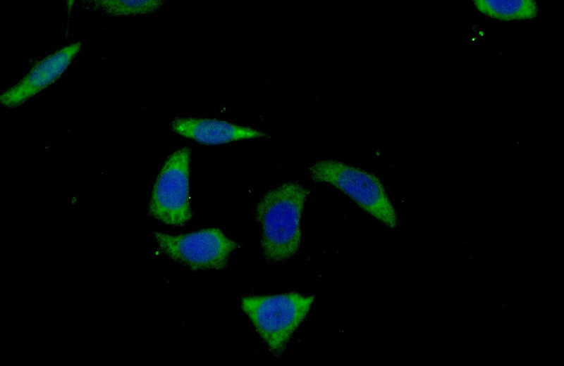 Immunofluorescent analysis of (-20oc Ethanol) fixed PC-3 cells using Catalog No:115536(SPAG8 Antibody) at dilution of 1:50 and Alexa Fluor 488-congugated AffiniPure Goat Anti-Rabbit IgG(H+L)