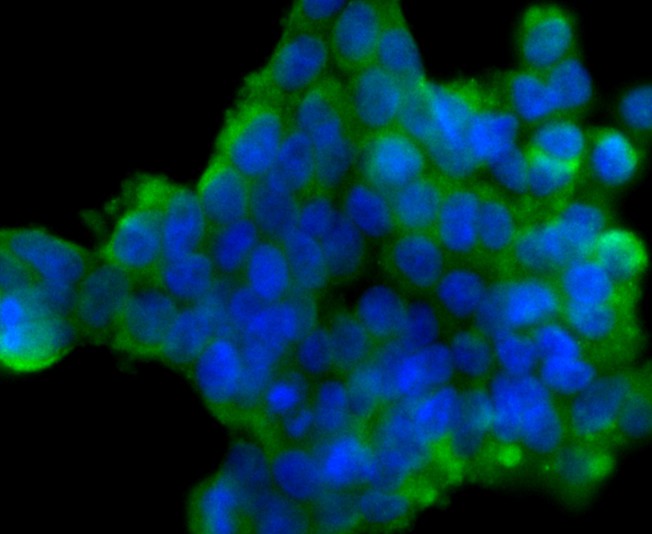 Fig2:; ICC staining of DLL4 in 293T cells (green). Formalin fixed cells were permeabilized with 0.1% Triton X-100 in TBS for 10 minutes at room temperature and blocked with 10% negative goat serum for 15 minutes at room temperature. Cells were probed with the primary antibody ( 1/50) for 1 hour at room temperature, washed with PBS. Alexa Fluor®488 conjugate-Goat anti-Rabbit IgG was used as the secondary antibody at 1/1,000 dilution. The nuclear counter stain is DAPI (blue).