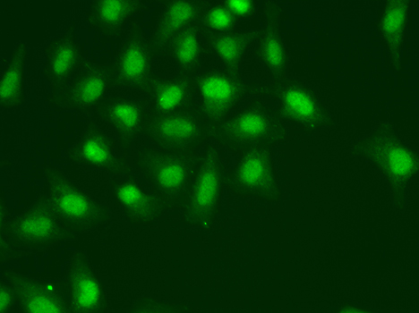 Immunofluorescence - POLD1 Polyclonal Antibody 