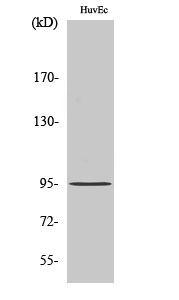 Fig1:; Western Blot analysis of various cells using CCDC45 Polyclonal Antibody