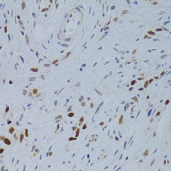 Immunohistochemistry - NASP Polyclonal Antibody 