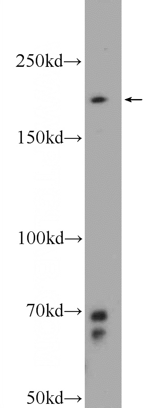 NIH/3T3 cells were subjected to SDS PAGE followed by western blot with Catalog No:114157(PPRC1 Antibody) at dilution of 1:300