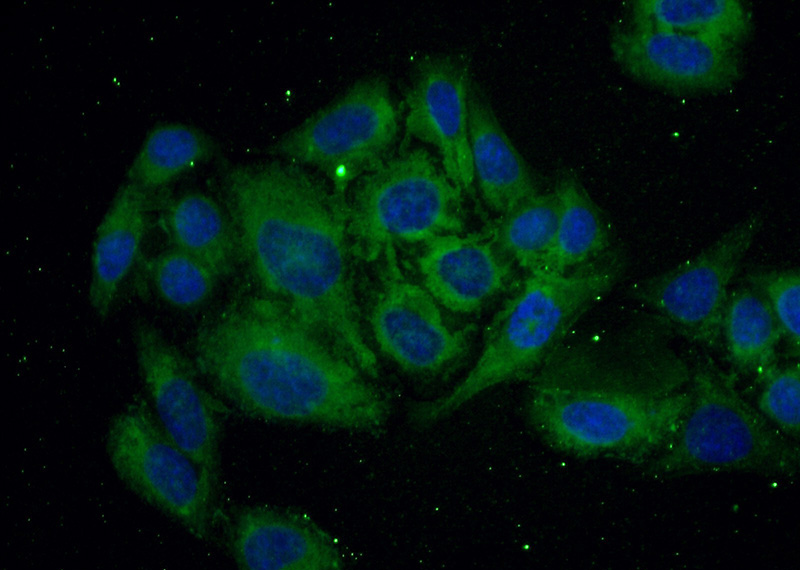 Immunofluorescent analysis of (-20oc Ethanol) fixed HepG2 cells using Catalog No:116015(TFPI Antibody) at dilution of 1:50 and Alexa Fluor 488-congugated AffiniPure Goat Anti-Rabbit IgG(H+L)