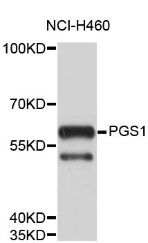 Western blot - PGS1 Polyclonal Antibody 