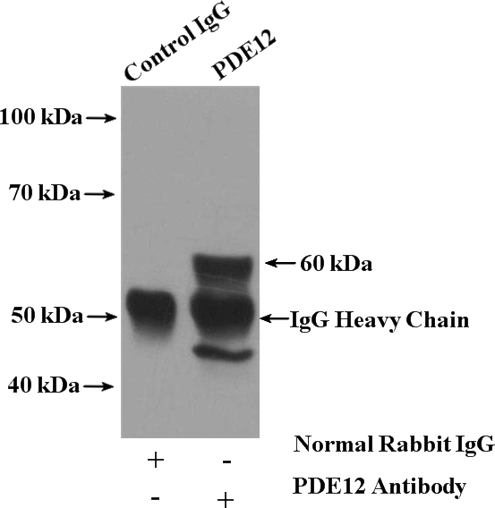 IP Result of anti-PDE12 (IP:Catalog No:113656, 4ug; Detection:Catalog No:113656 1:500) with mouse brain tissue lysate 4000ug.