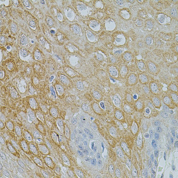 Immunohistochemistry - NTF3 Polyclonal Antibody 
