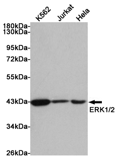 Western blot analysis of extracts from K562, Jurkat and Hela cells using p44/42 MAPK (ERK1/2) Rabbit pAb at 1:1000 dilution. Predicted band size: 42/44kDa. Observed band size: 42kDa.