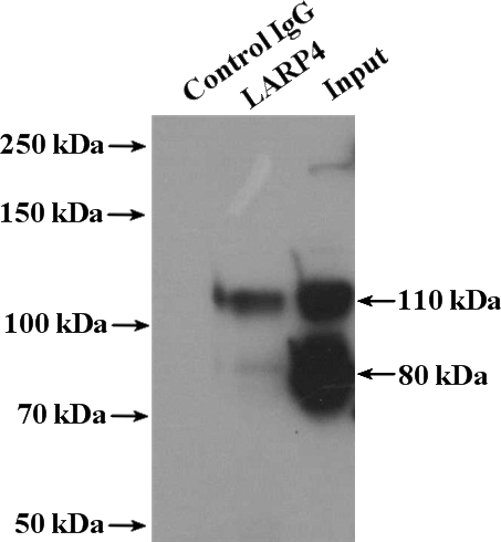 IP Result of anti-LARP4 (IP:Catalog No:112147, 4ug; Detection:Catalog No:112147 1:300) with Y79 cells lysate 2000ug.
