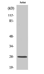 Fig1:; Western Blot analysis of various cells using Translin Polyclonal Antibody diluted at 1: 2000. Secondary antibody（catalog#: HA1001) was diluted at 1:20000