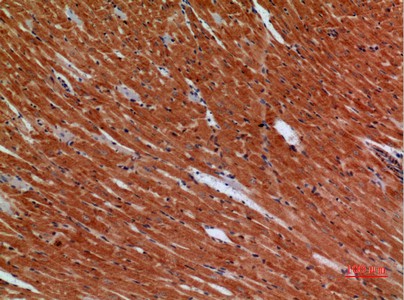 Fig2:; Immunohistochemical analysis of paraffin-embedded mouse-heart, antibody was diluted at 1:100