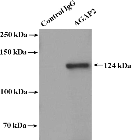 IP Result of anti-AGAP2 (IP:Catalog No:107914, 4ug; Detection:Catalog No:107914 1:500) with mouse brain tissue lysate 4000ug.